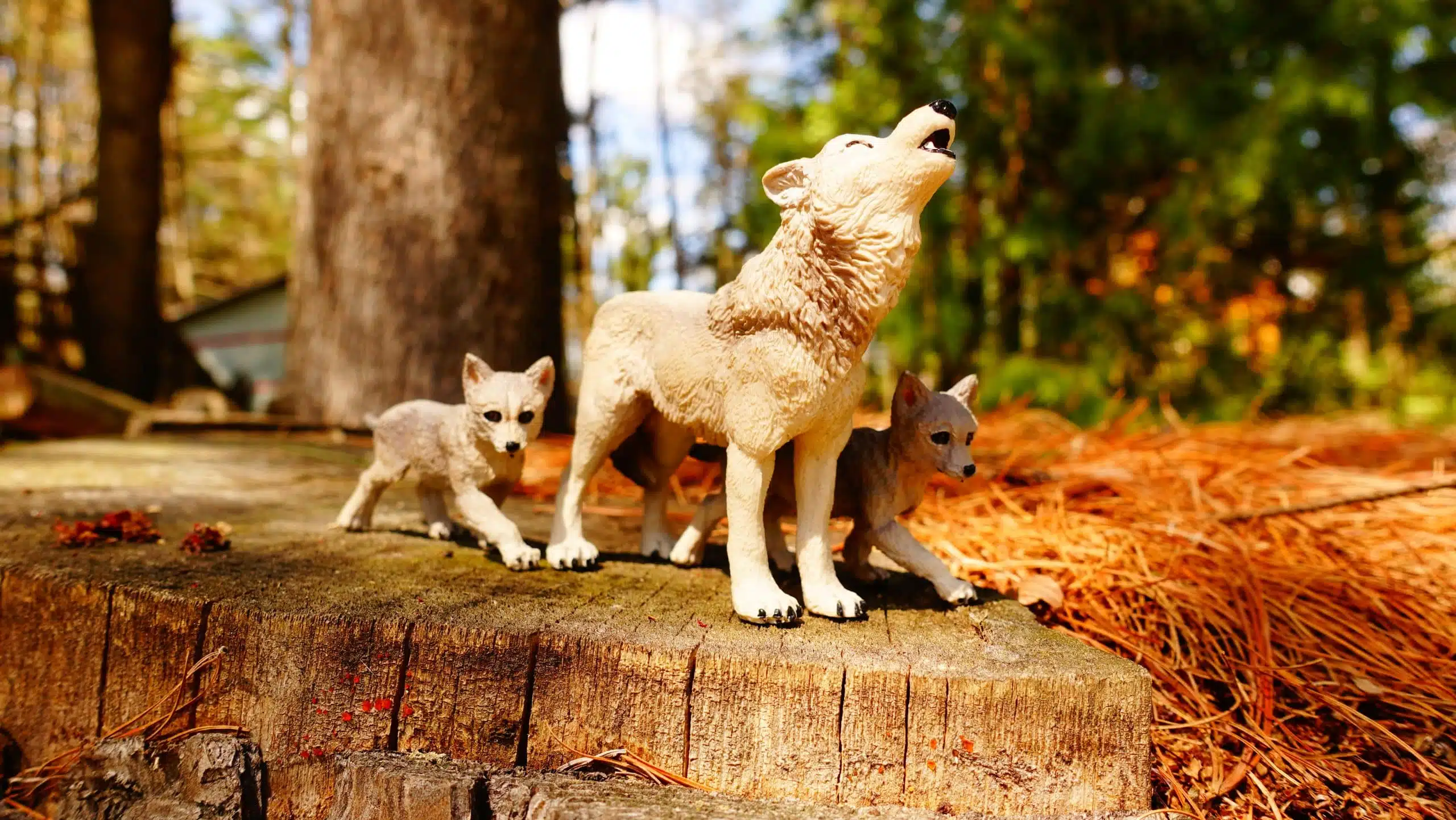 Coffret figurines – Animaux de la forêt – Papo – Image 6